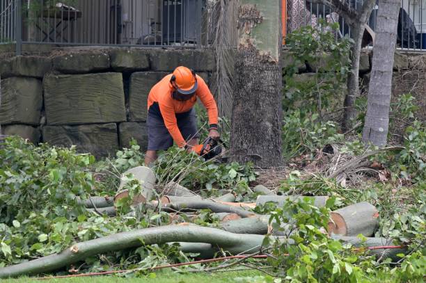 Trusted Cicero, IN  Tree Services Experts